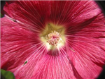 Flower Essences Of Fox Mountain