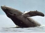 Whales