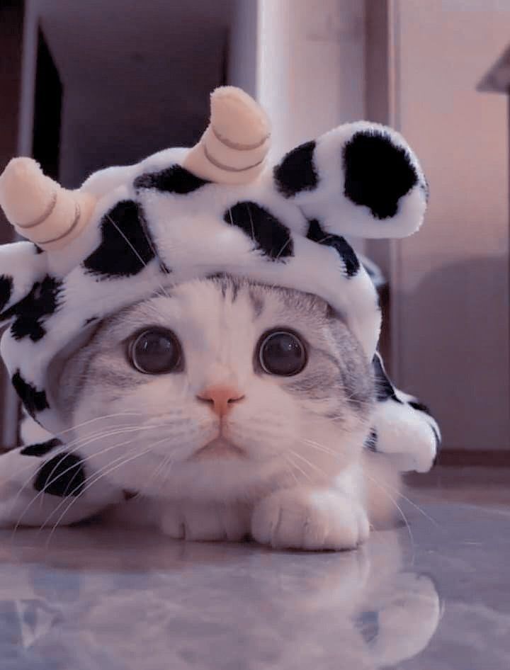Siapa Kamu Di Yummy Cat?