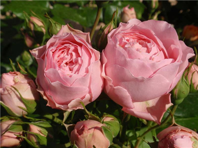 Beautiful roses