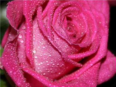 Pink Rose
