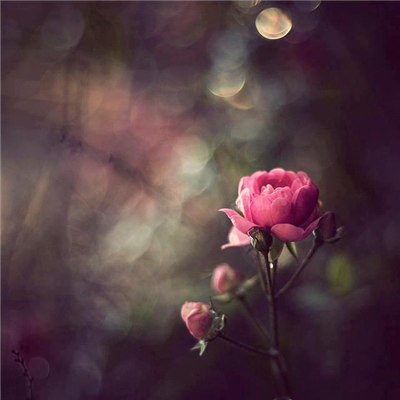 Beautiful rose