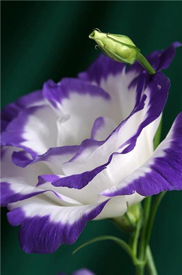 Beautiful rose