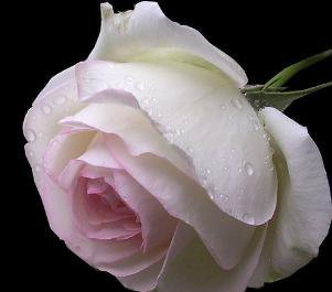 Beautiful rose