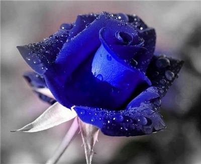 Blue Rose