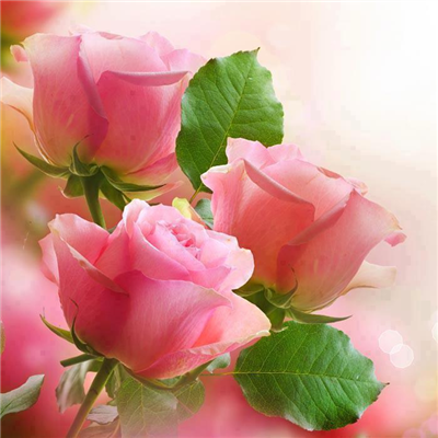 Beautiful roses