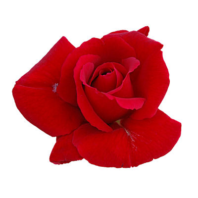 Red Rose