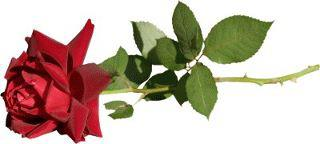Red Rose