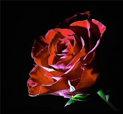 beautiful rose flowers