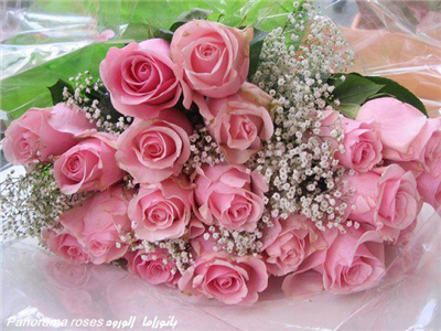 Pink Roses
