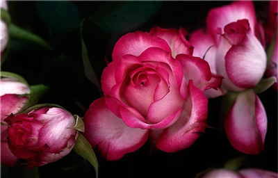 Beautiful roses
