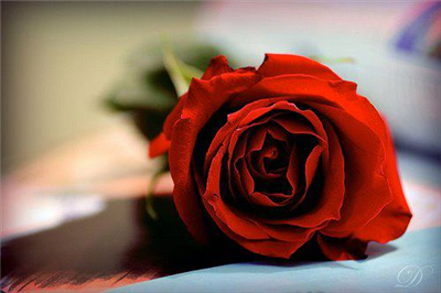 Red Rose