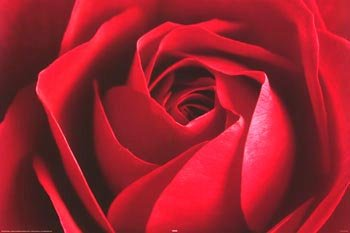 Red Rose