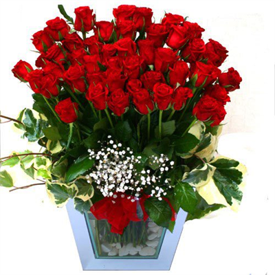 beautiful rose flowers
