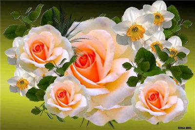 Roses