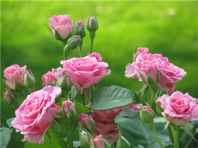 Beautiful roses