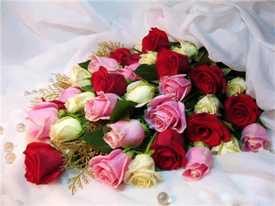 beautiful rose flowers