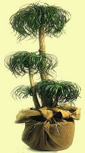 Bonzai