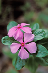 Give A Flower