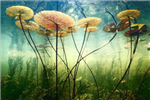 Pearls Of Nature