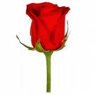 Doren Gift