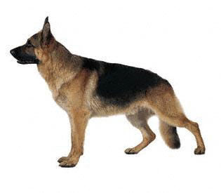 Kişiliğine Göre Sahip Olman Köpek Hangisi