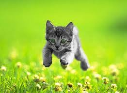 Kitten