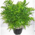 Houseplants 