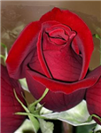 Gift It