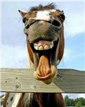 Funny Animals Gift