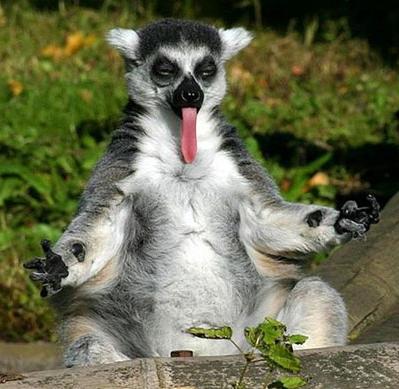 FUNNY ANIMAL