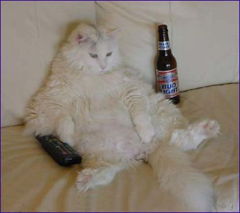 BEER CAT