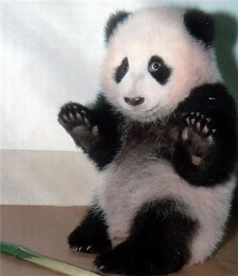 FUNNY PANDA