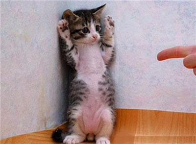 HANDS UP CAT