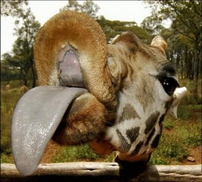 GIRAFFE TONGUE
