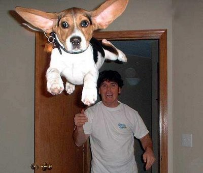 FLYING DOG