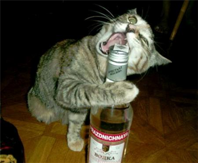 VODKA CAT