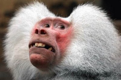 BABOON