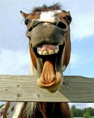 LAUGHING HORSE