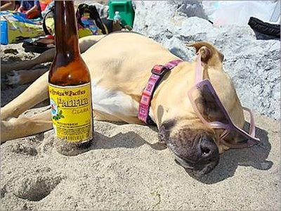 BEER DOG