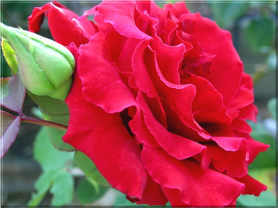 Rose Flower