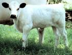 Send Moocows!