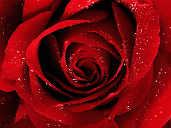Red Roses