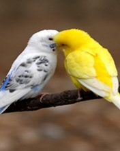 Love Birds