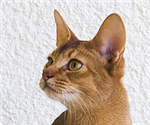 Give A Cat