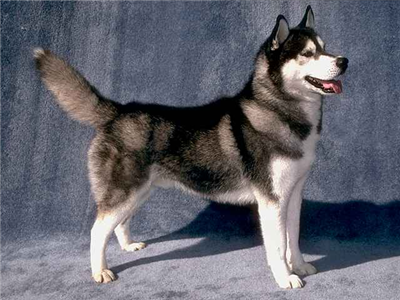 siberian-husky