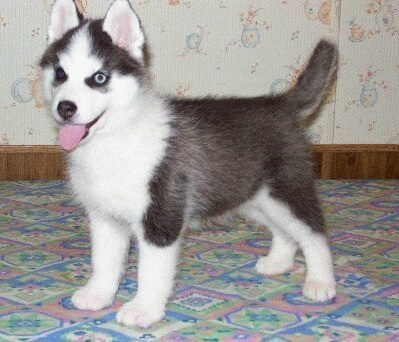 husky