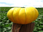 Send Pumpkins