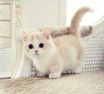 Que Tan Kawaii Y Tierno Eres
