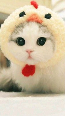 Seberapa suka kucing anda